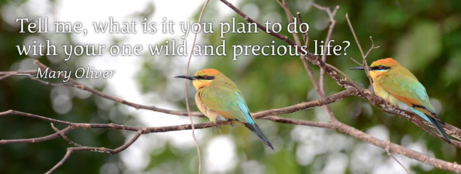 Birds sitting on a branch with a Mary Oliver quote