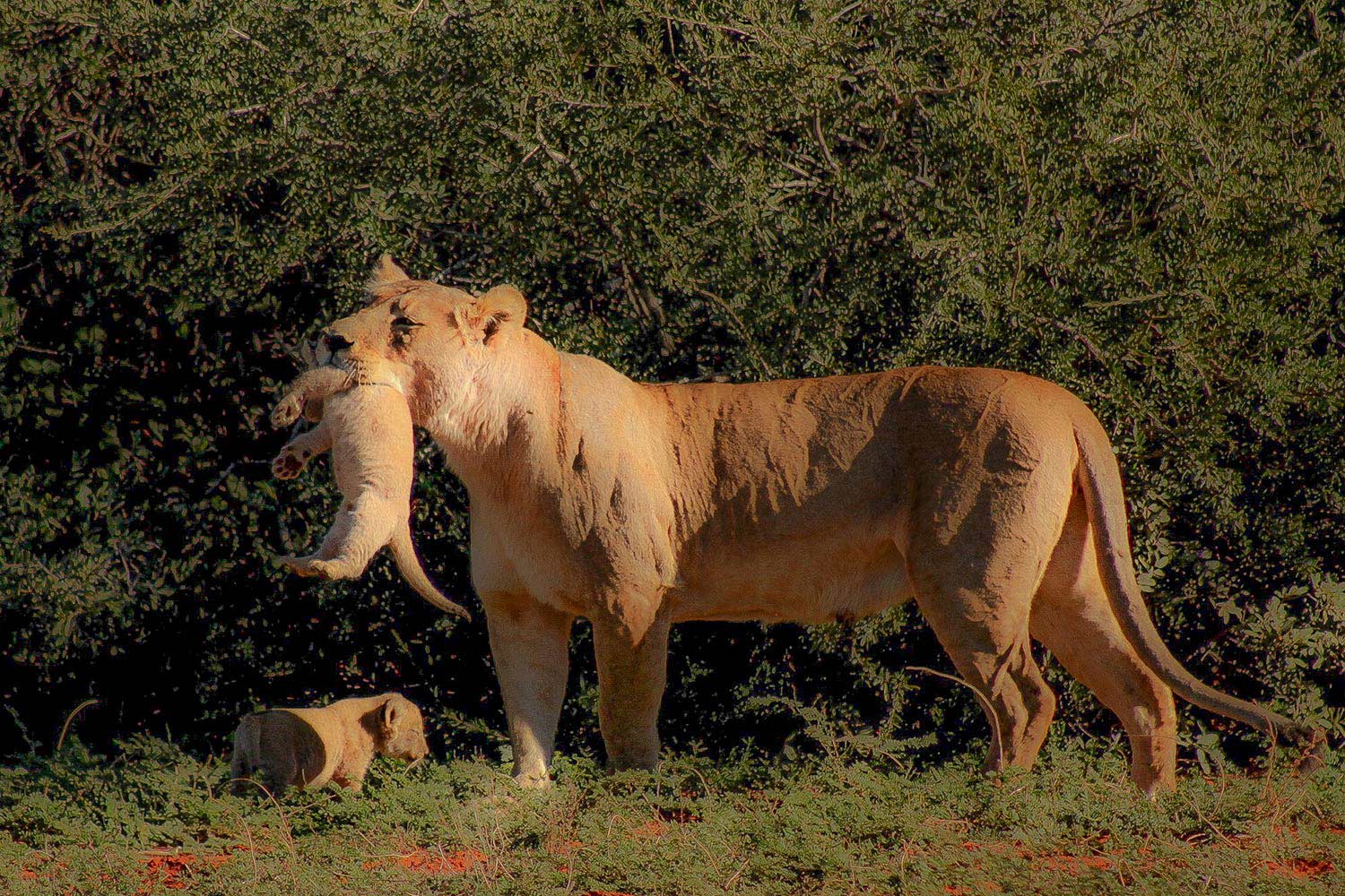 A lion holding her cub in her mouth