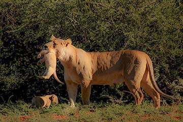 A lion holding her cub in her mouth