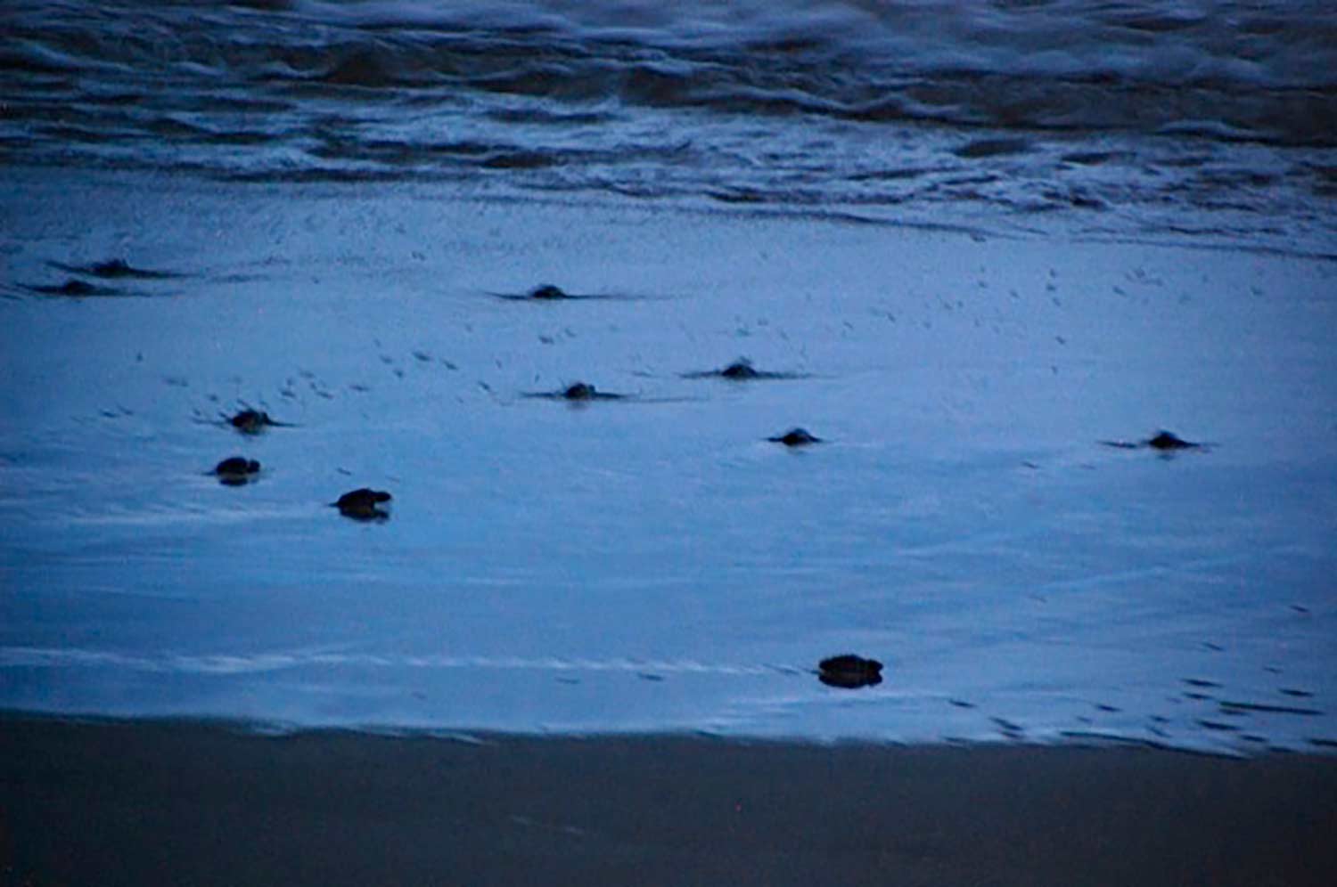 Baby sea turtles on the beach
